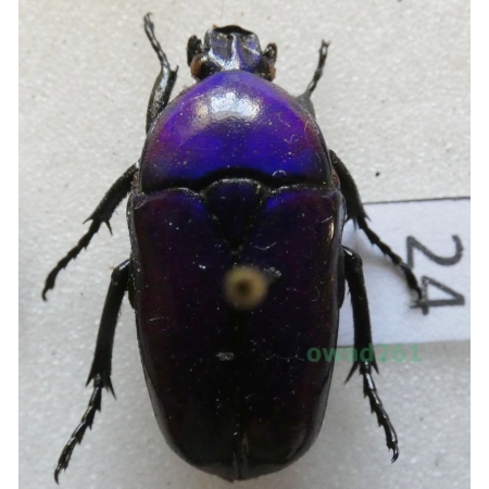 Chlorocala africana oertzeni Kolbe, 1895 ex. ovo Tanzania24